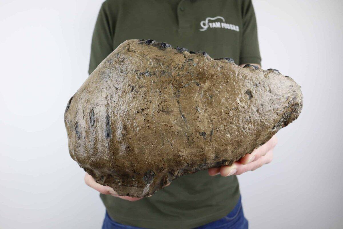Heavy Tooth of a Southern Mammoth (6109 gr)