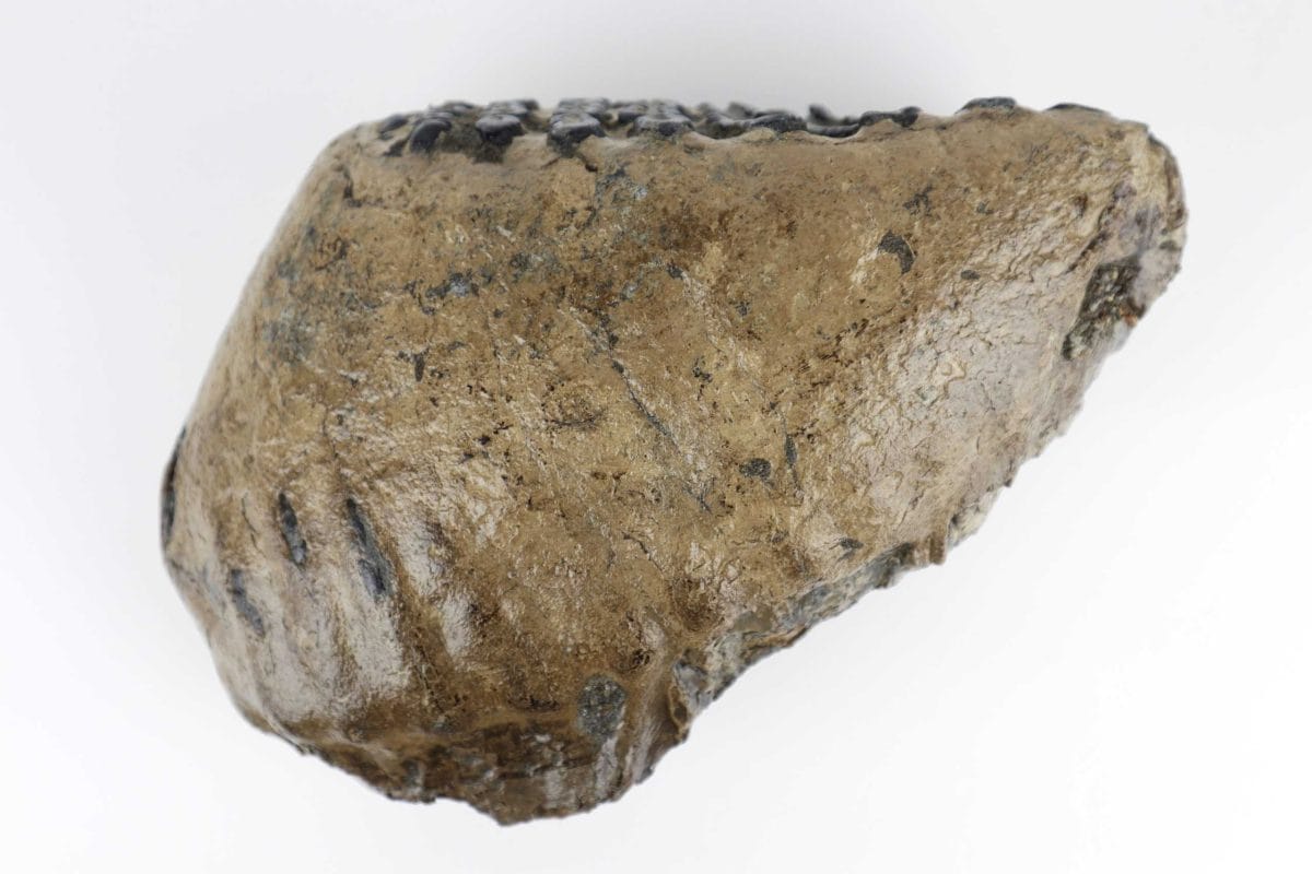 Heavy Tooth of a Southern Mammoth (6109 gr) - Image 3