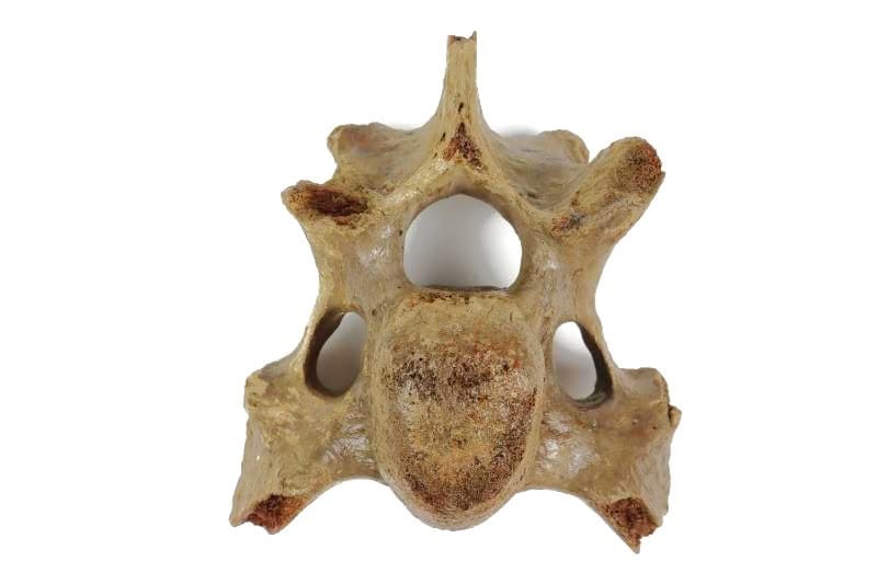Cervical Vertebra of a Woolly Rhinoceros (17 cm)