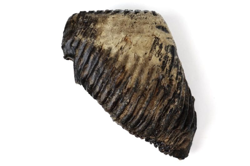 Tooth of a Woolly Mammoth (26 cm)