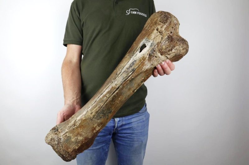 Tibia of a Woolly Mammoth (60 cm)