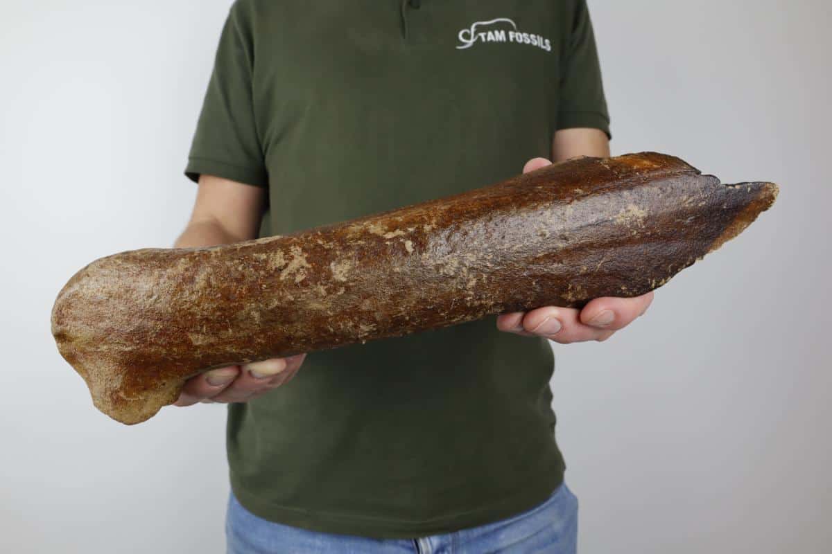 Antler of an Irish Elk (Megaloceros) (38 cm) - Image 2