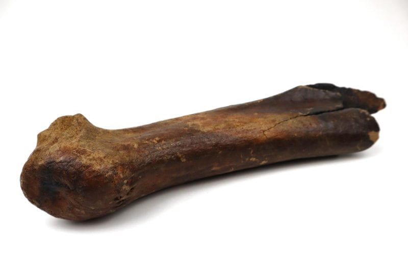 Antler of an Irish Elk (Megaloceros) (38 cm)