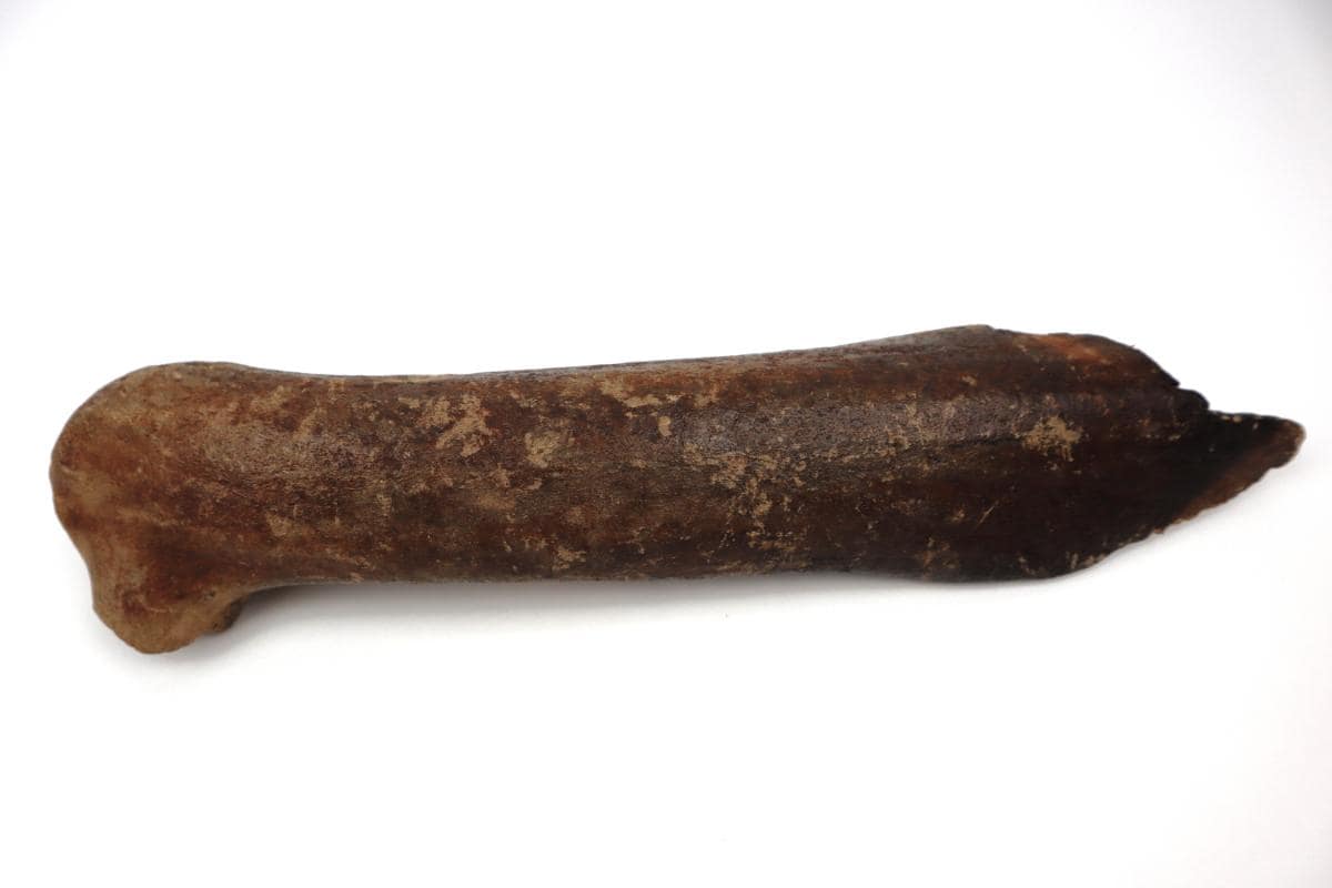 Antler of an Irish Elk (Megaloceros) (38 cm) - Image 3