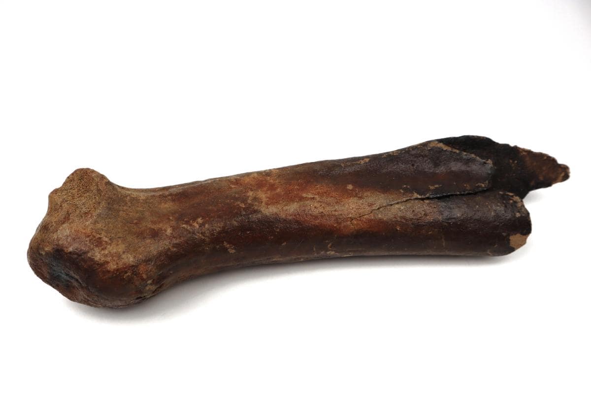 Antler of an Irish Elk (Megaloceros) (38 cm) - Image 4