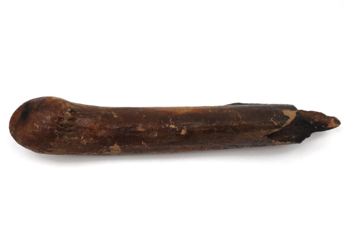Antler of an Irish Elk (Megaloceros) (38 cm) - Image 5