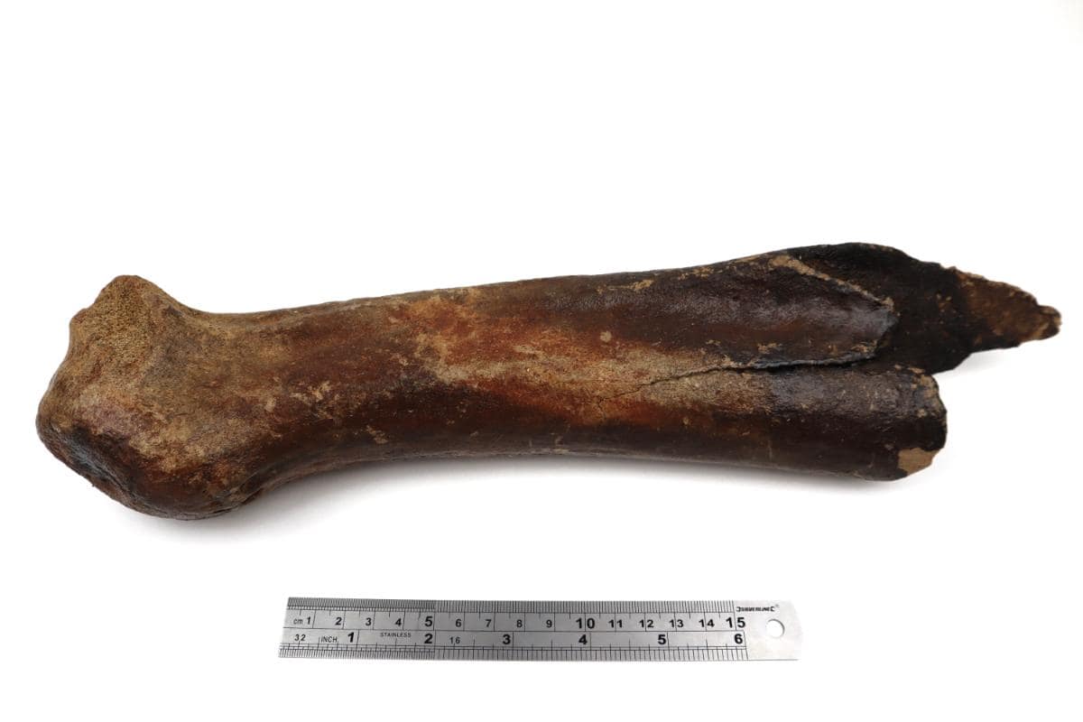 Antler of an Irish Elk (Megaloceros) (38 cm) - Image 6