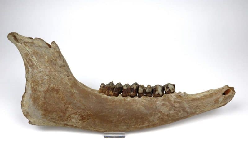 Lower Jaw of a Wisent (Bison priscus) (43 cm)