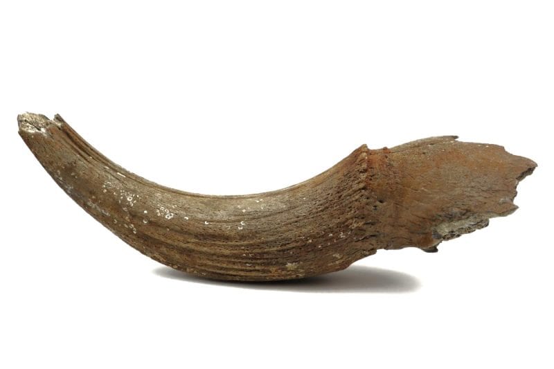 Hornpit of a Wisent (Bison priscus) (67 cm)