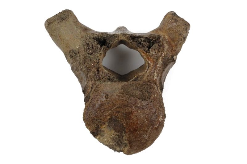 Thoracic Vertebra of a Woolly Mammoth (27 cm)