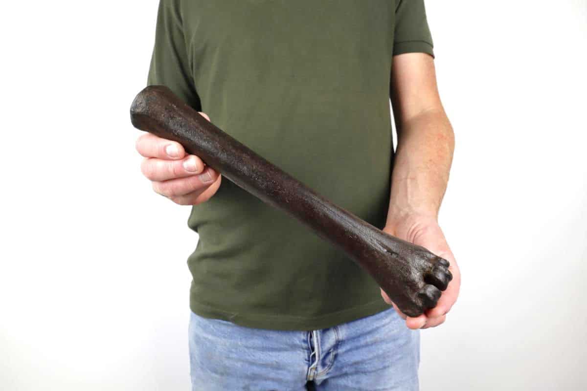 Metacarpus Bone of an Irish Elk (Megaloceros) (32,5 cm) - Image 2