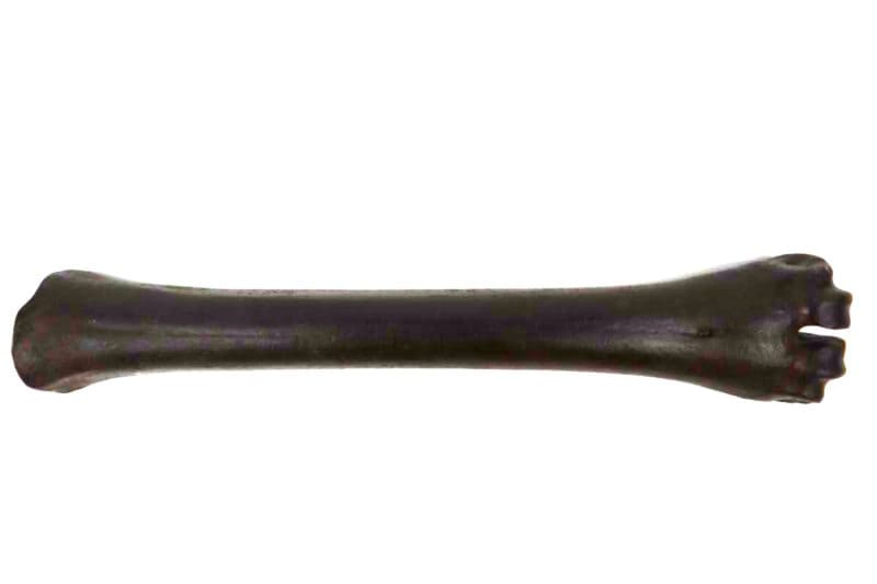 Metacarpus Bone of an Irish Elk (Megaloceros) (32,5 cm)