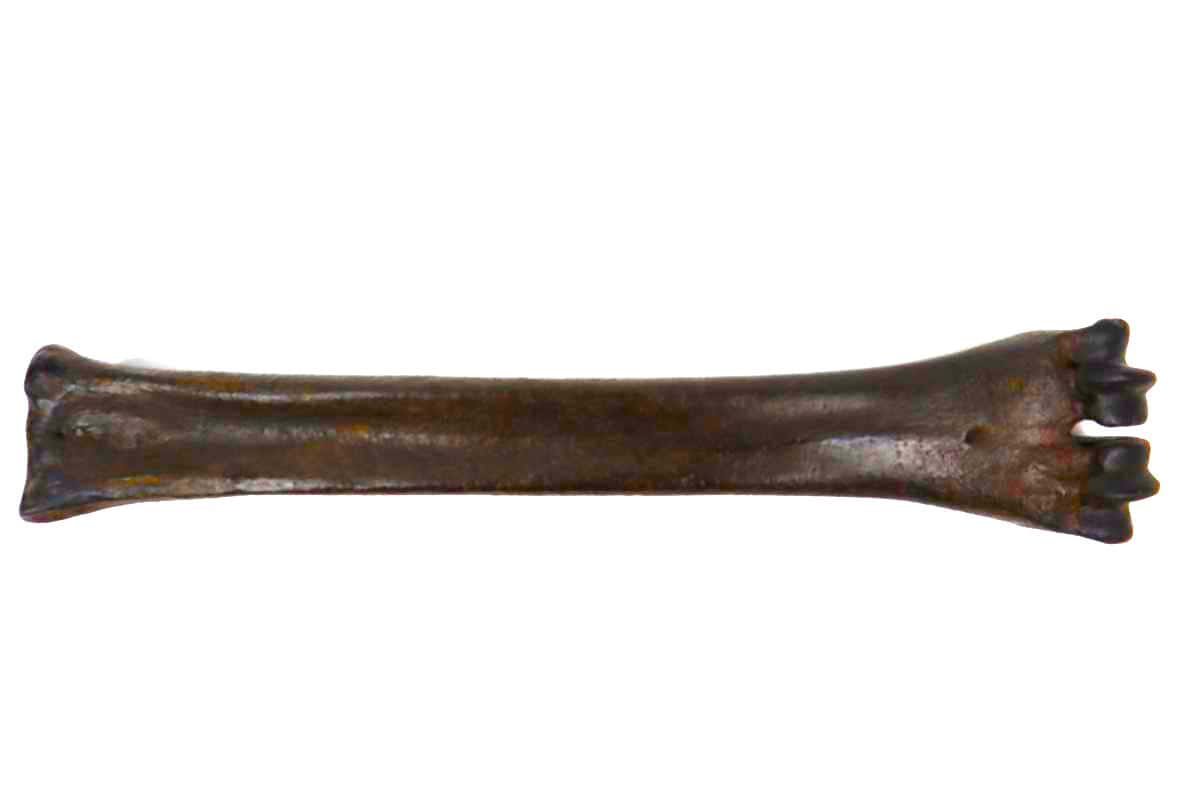 Metacarpus Bone of an Irish Elk (Megaloceros) (32,5 cm) - Image 3