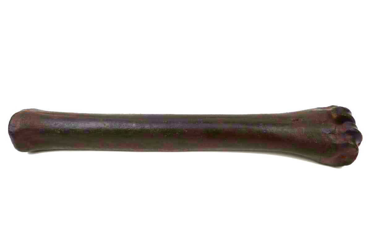Metacarpus Bone of an Irish Elk (Megaloceros) (32,5 cm) - Image 4