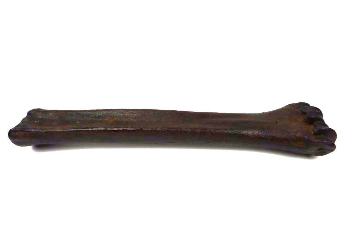 Metacarpus Bone of an Irish Elk (Megaloceros) (32,5 cm) - Image 5