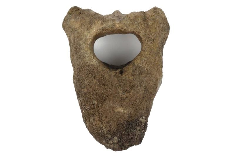 Thoraric vertebra of a Southern Mammoth (24 cm)