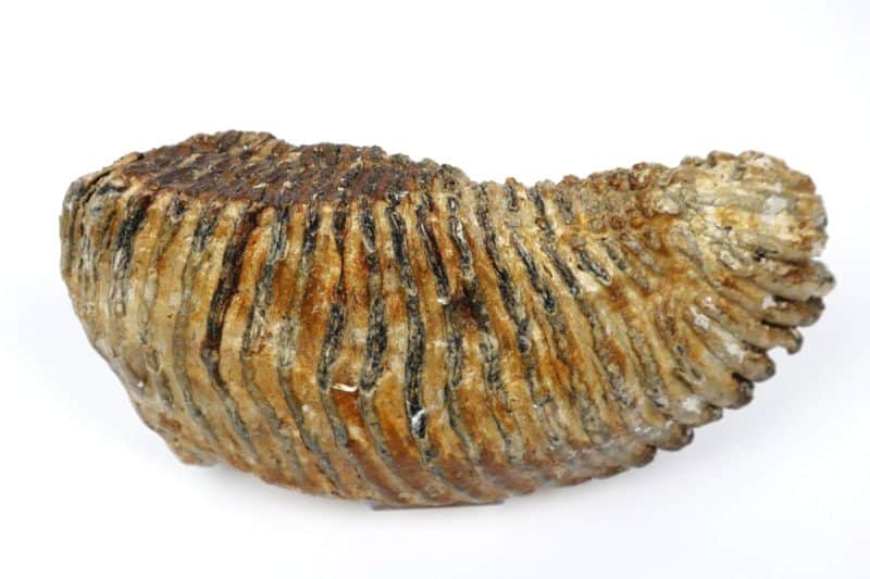Tooth of a Woolly Mammoth (27 cm)