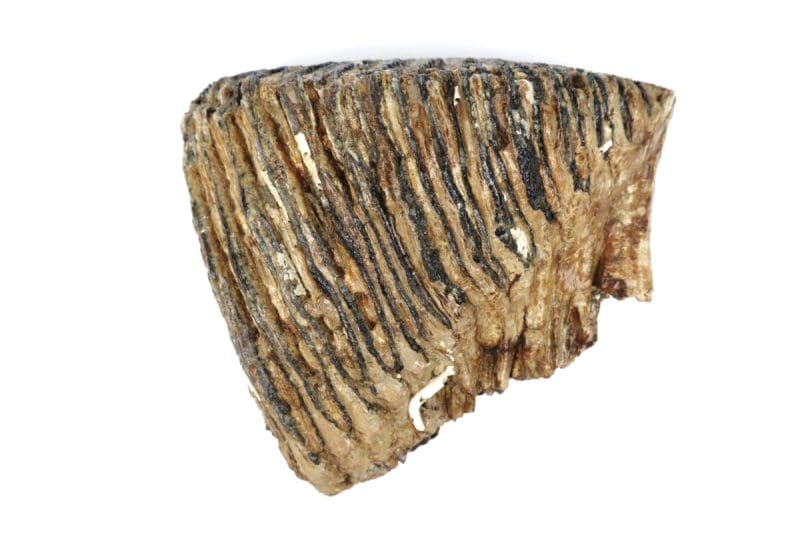 Tooth of a Woolly Mammoth (19 cm)