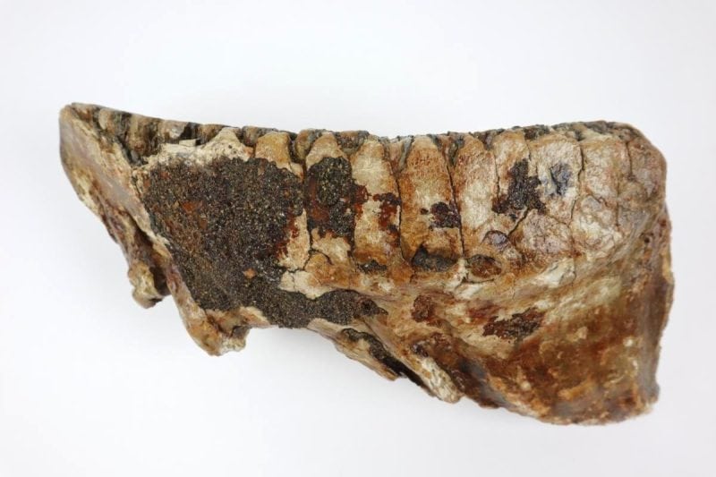 Tooth of a Woolly Mammoth (25 cm)