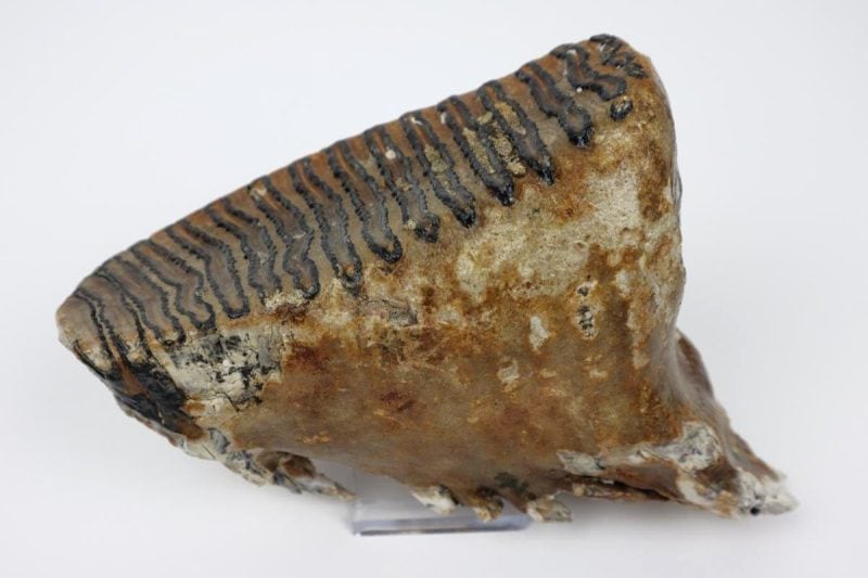 Tooth of a Woolly Mammoth (17 cm)