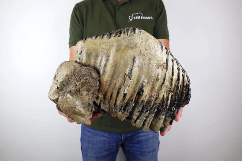 Enormous Tooth of a Palaeoloxodon (8167 gr)