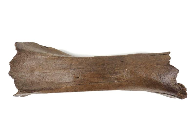 Partial Tibia of a Woolly Mammoth (46 cm)