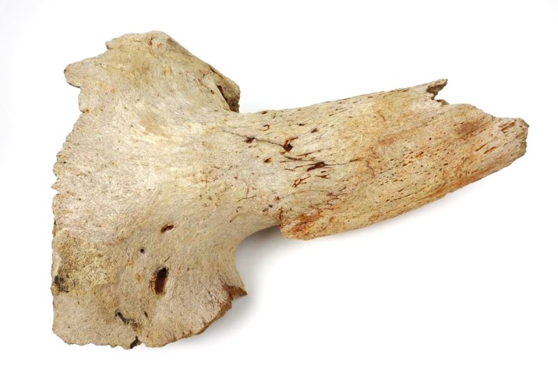 Partial Cranium of a (Bison priscus) (33 cm)