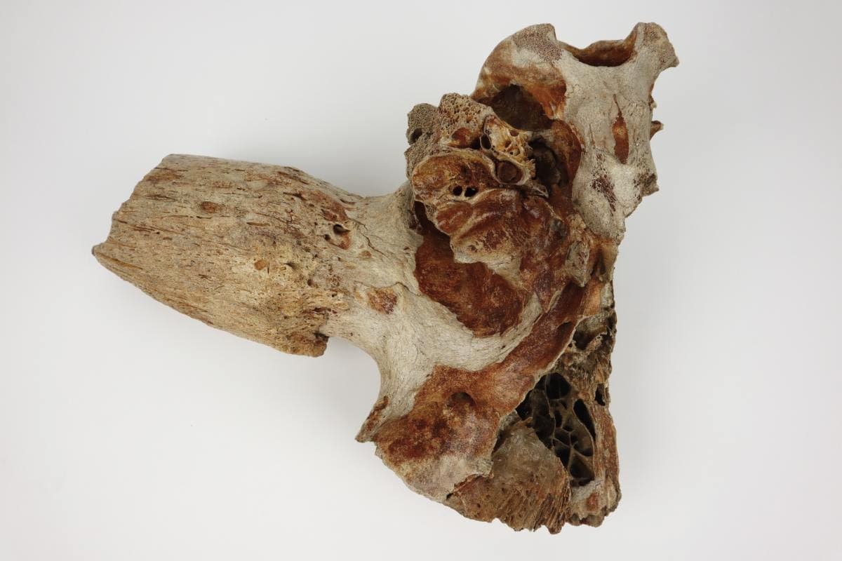 Partial Cranium of a (Bison priscus) (33 cm) - Image 3