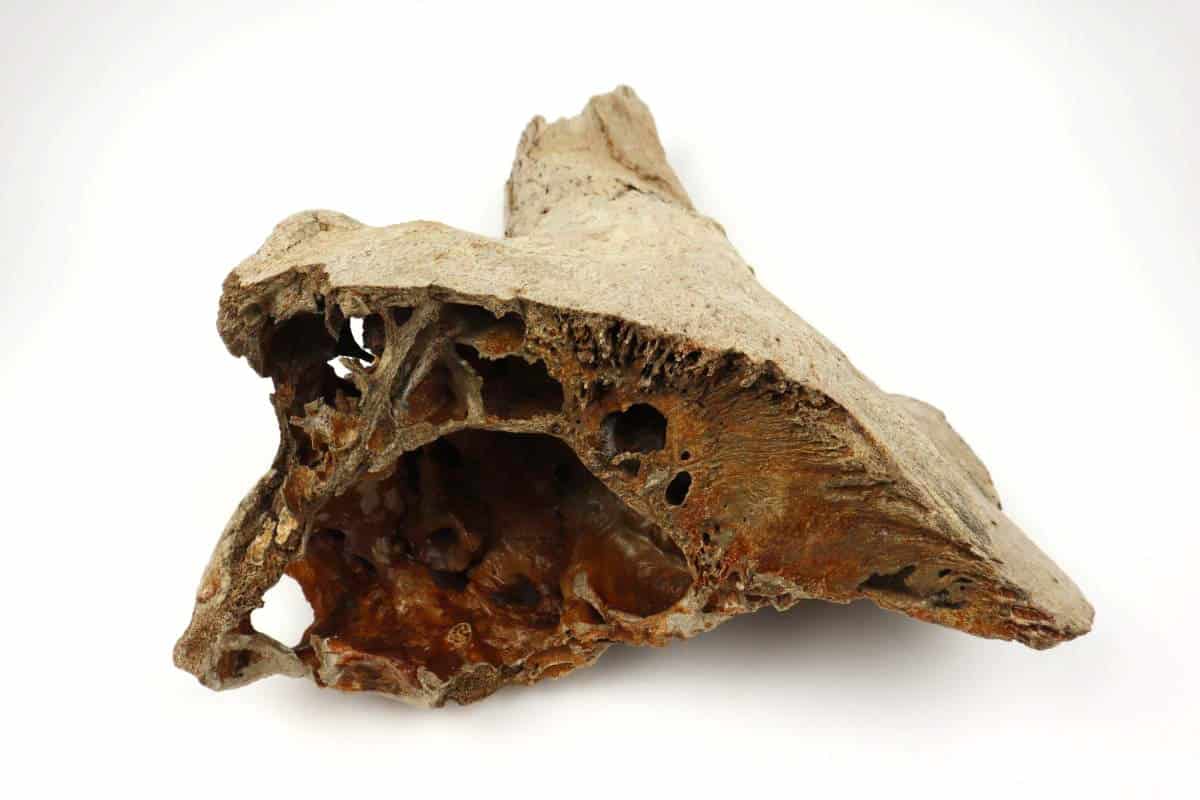 Partial Cranium of a (Bison priscus) (33 cm) - Image 4