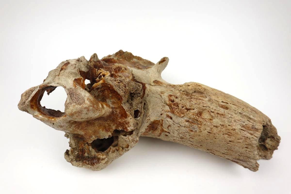 Partial Cranium of a (Bison priscus) (33 cm) - Image 5