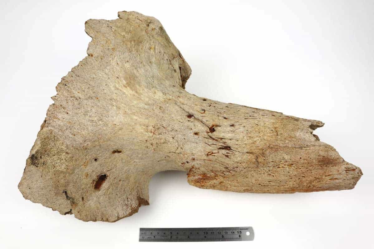 Partial Cranium of a (Bison priscus) (33 cm) - Image 6