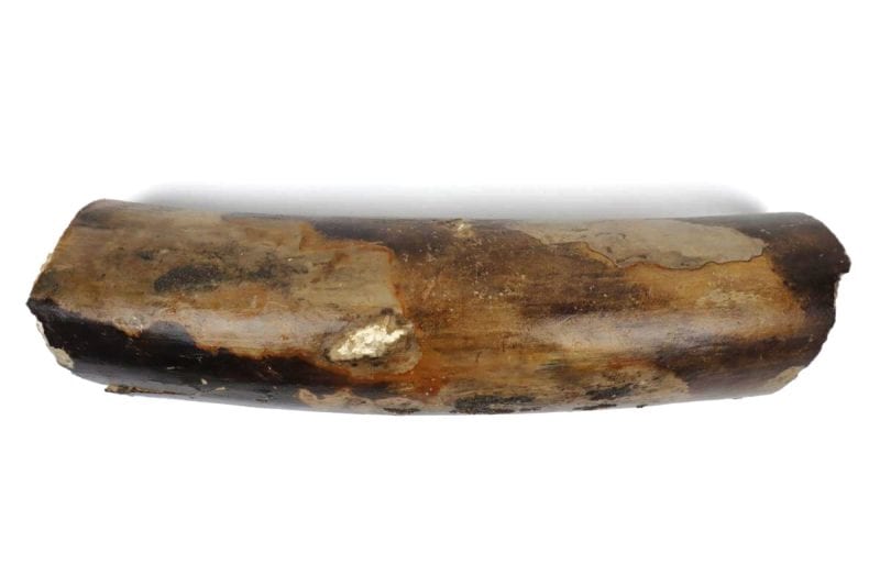 Partial Tusk of a Woolly Mammoth (33,5 cm)