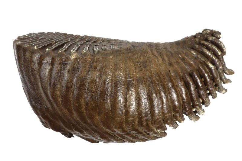 Big Tooth of a Woolly Mammoth (31 cm)
