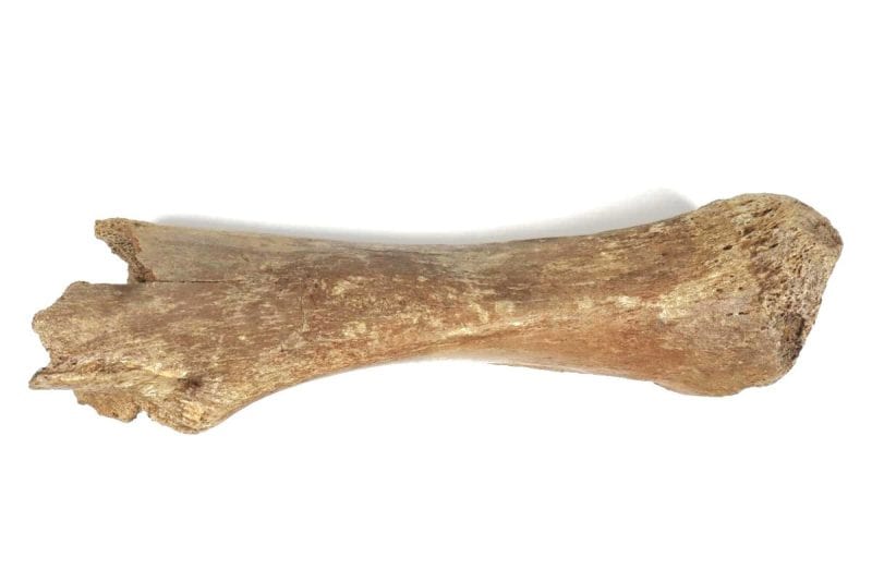 Tibia of a Woolly Mammoth (50 cm)