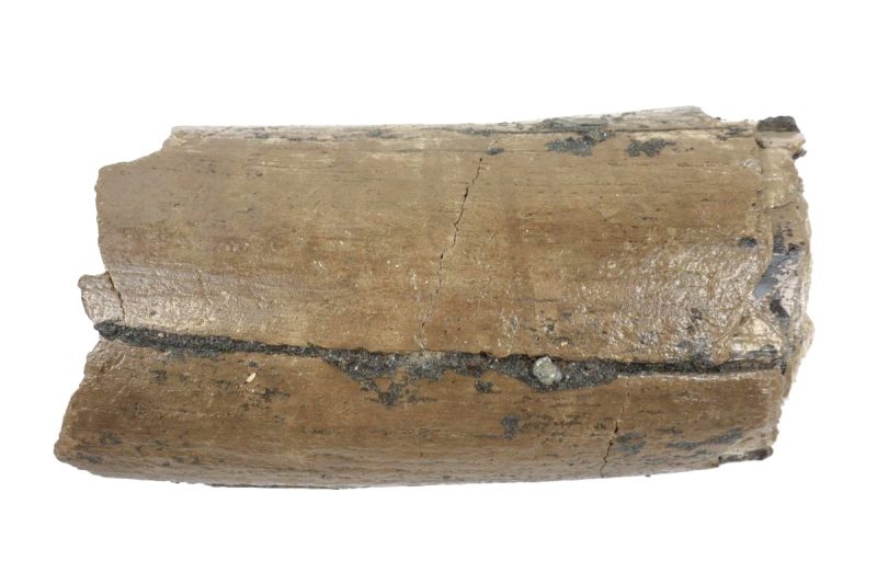 Big Tusk Part of a Southern Mammoth (28 cm)
