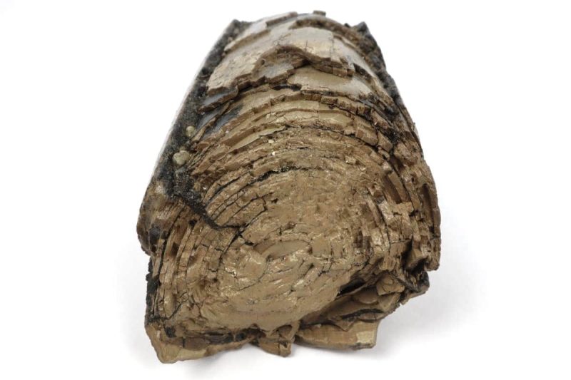 Big Tusk Part of a Southern Mammoth (28 cm)