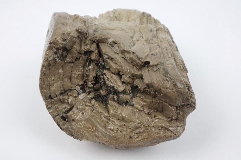 Tusk Part of a Southern Mammoth (21 cm)