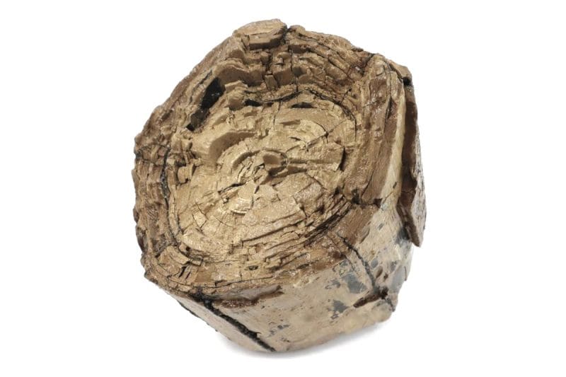 Tusk Part of a Southern Mammoth (17 cm)