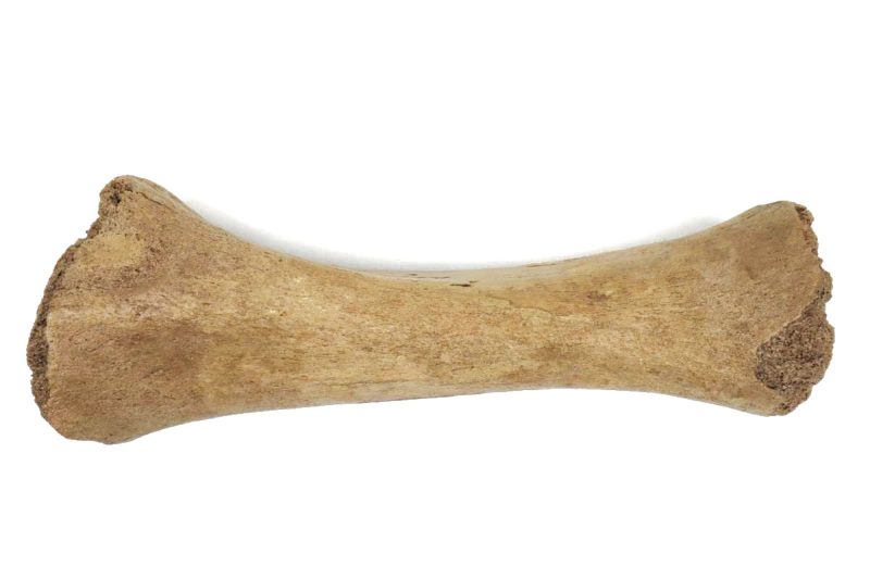 Tibia of a Juvenile Woolly Mammoth (35,5 cm)