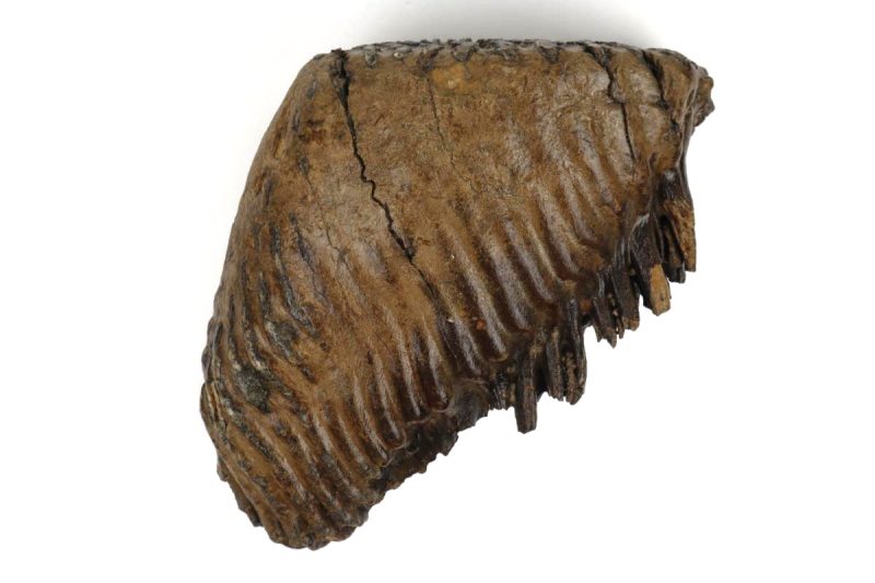 Tooth of a Woolly Mammoth (28 cm)
