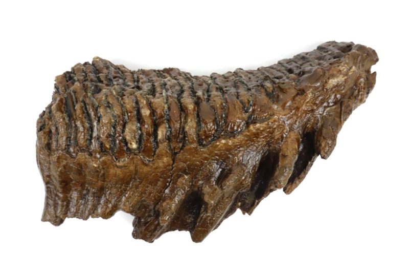 Tooth of a Woolly Mammoth (22 cm)