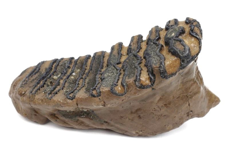 Tooth of a Southern Mammoth (23 cm)