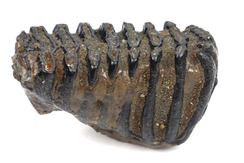 Tooth of a Southern Mammoth (14 cm)