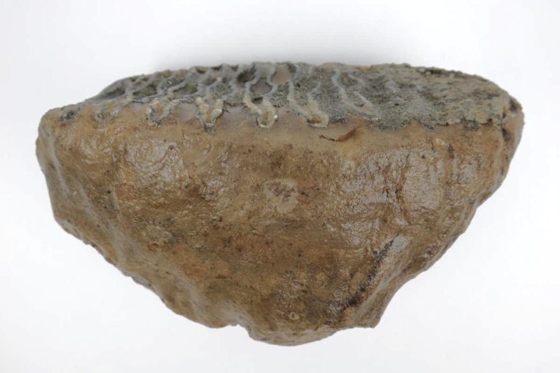 Tooth of a Southern Mammoth (17 cm)