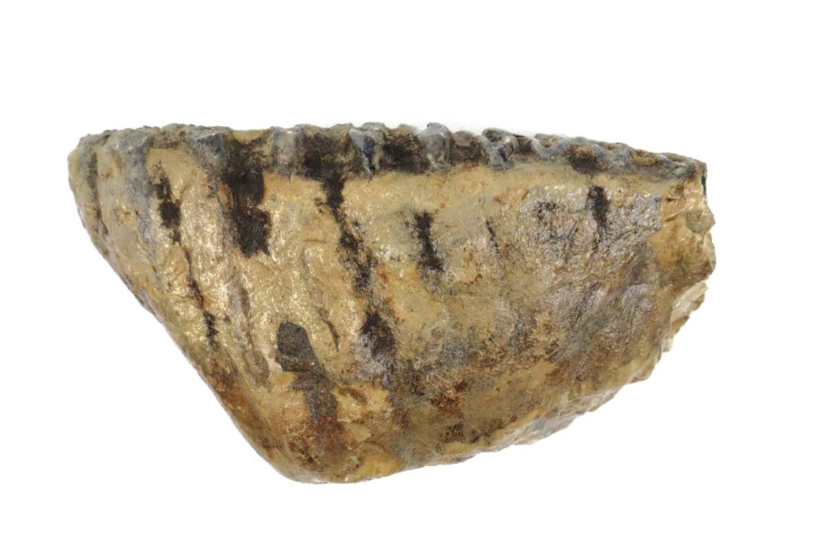 Tooth of a Southern Mammoth (17 cm) - Image 3