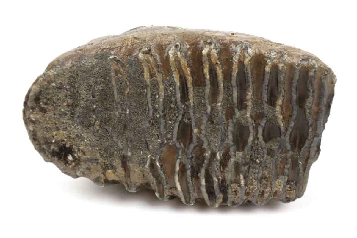 Tooth of a Southern Mammoth (17 cm) - Image 4