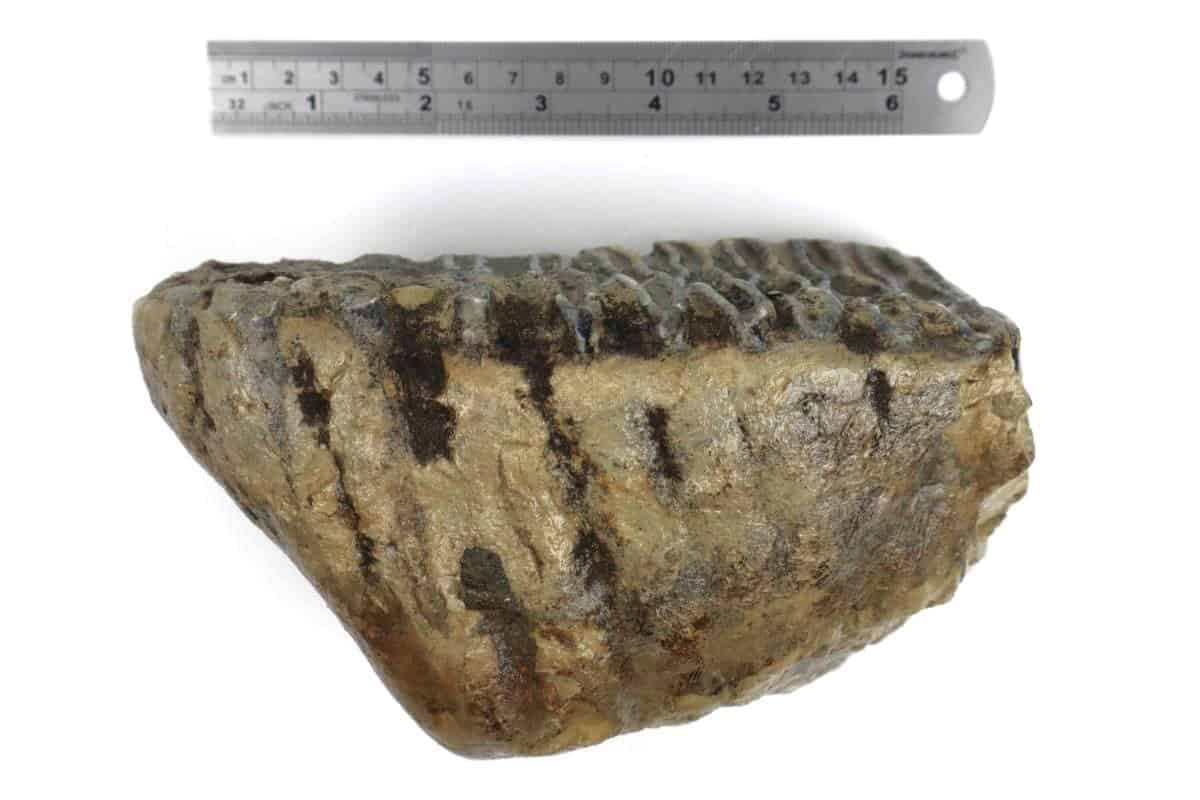 Tooth of a Southern Mammoth (17 cm) - Image 6