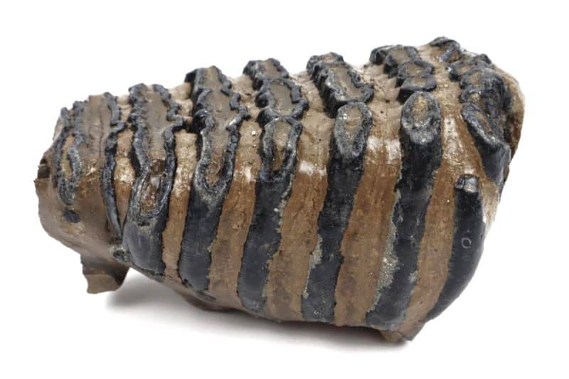 Tooth of a Southern Mammoth (13 cm)