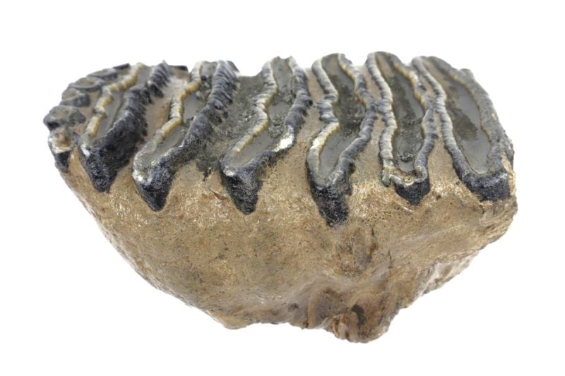 Tooth of a Southern Mammoth (13,5 cm)