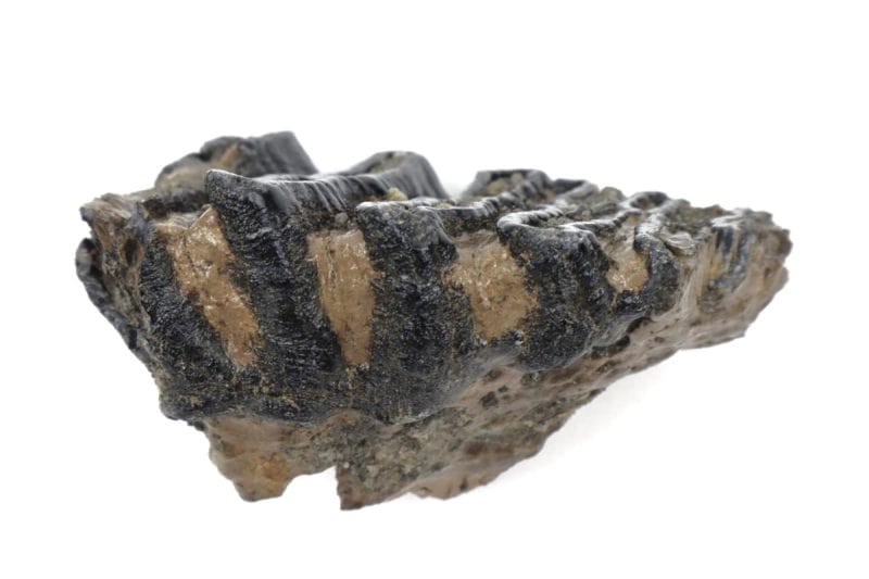 Tooth of a Southern Mammoth (11 cm)